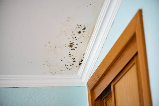 Best Residential Mold Inspection & Testing  in Monroe Manor, NJ